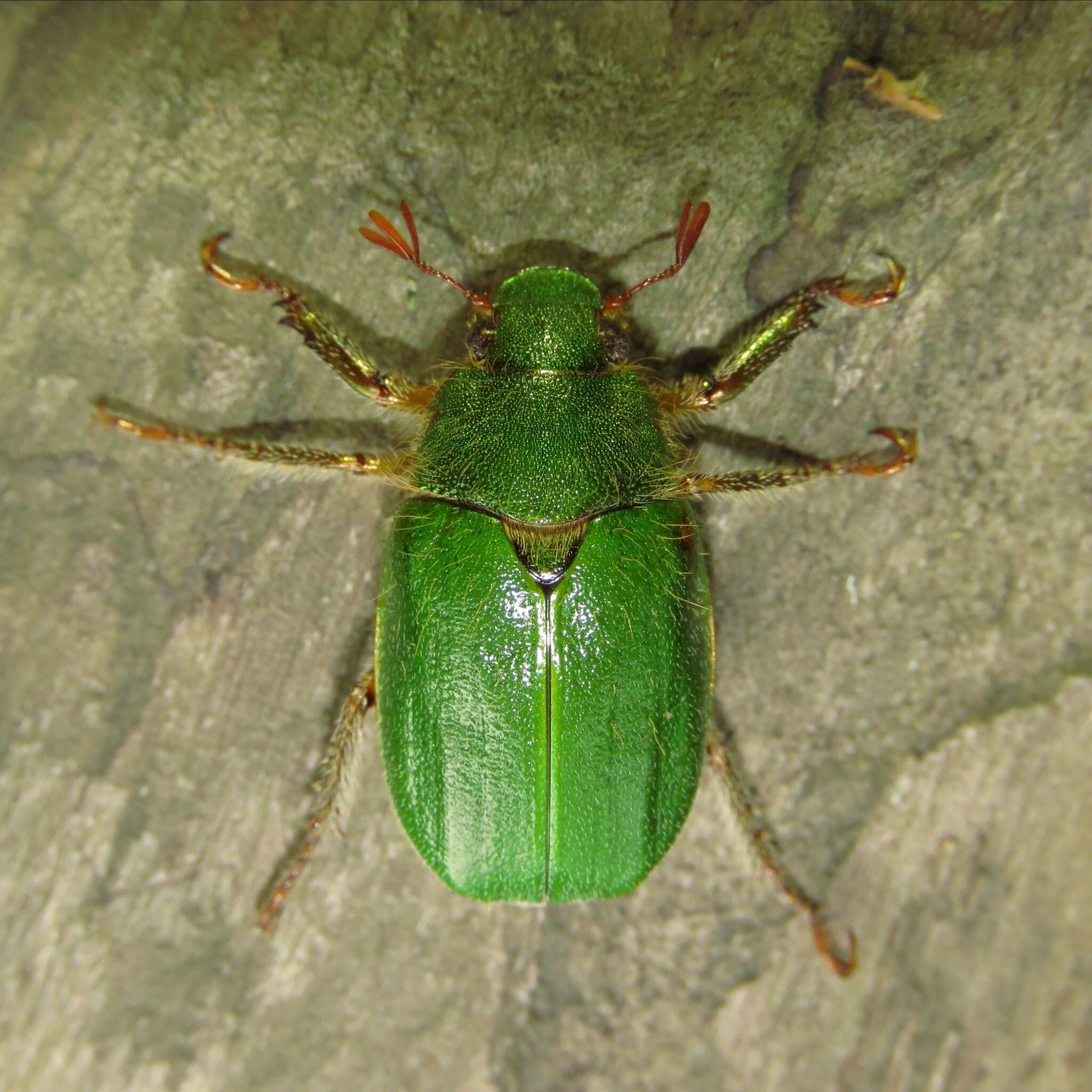 Image of Brachysternus spectabilis Erichson 1847