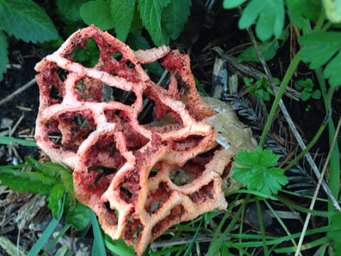 Image of Clathrus ruber P. Micheli ex Pers. 1801