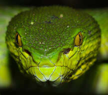 Image of Redtail (bamboo) Pit Viper