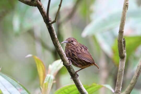 Imagem de Napothera malacoptila (Blyth 1847)