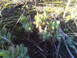 Plancia ëd Curio crassulifolius (DC.) P. V. Heath