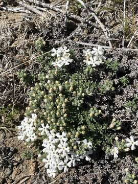 Image of Junellia tridactylites (Lag.) Moldenke