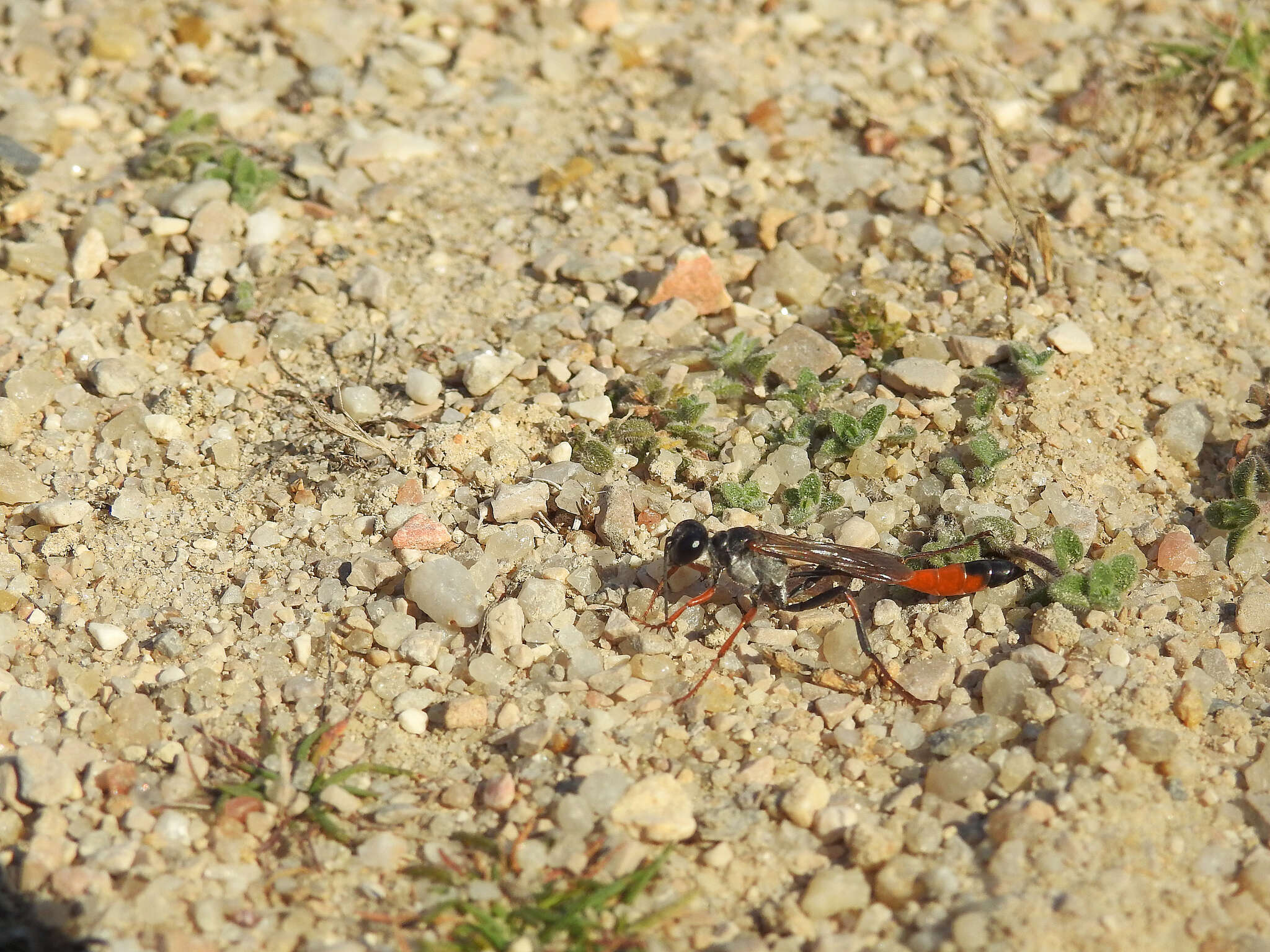 Imagem de Ammophila heydeni Dahlbom 1845