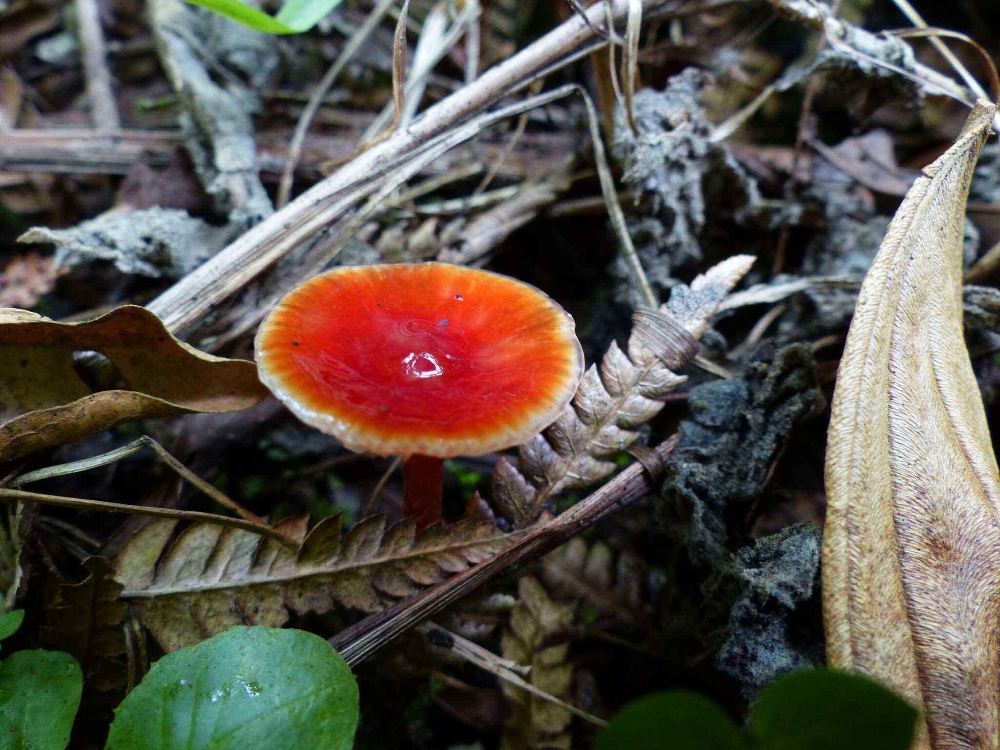 Sivun Hygrocybe hypohaemacta (Corner) Pegler 1978 kuva