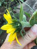 Image of serpentine sunflower