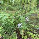Image of Jasminum simplicifolium subsp. funale (Decne.) Kiew