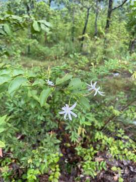 صورة Jasminum simplicifolium subsp. funale (Decne.) Kiew