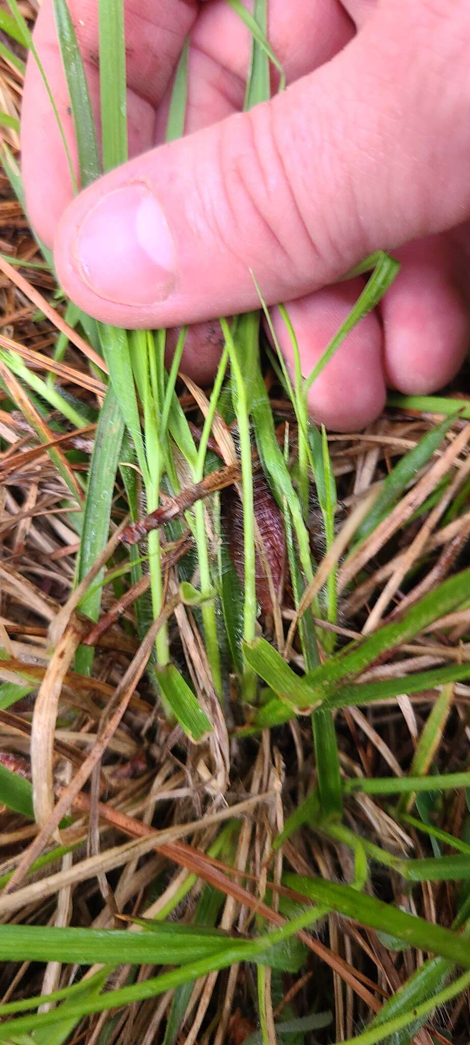 Image of starved panicgrass