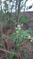 Image of Croton alamosanus Rose