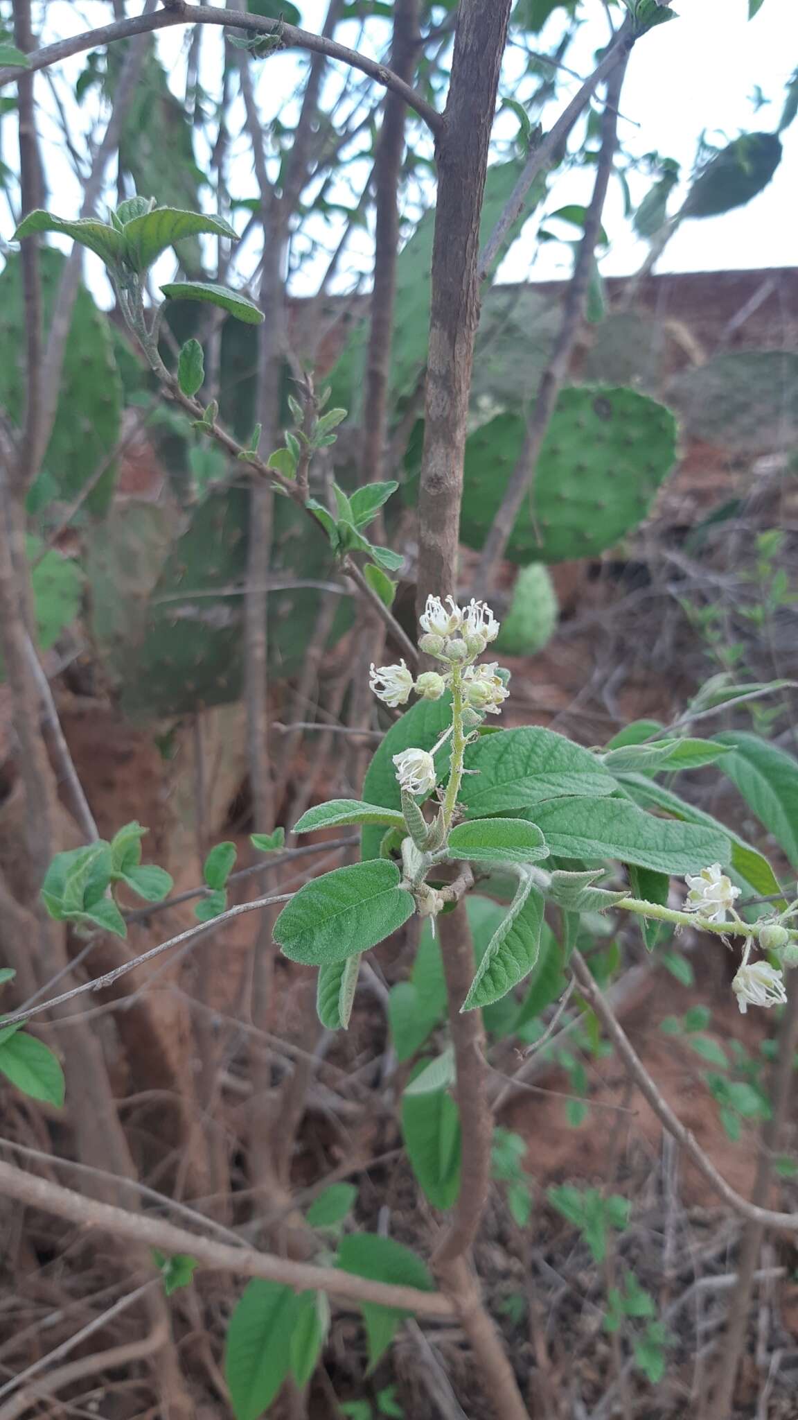 Image of Croton alamosanus Rose