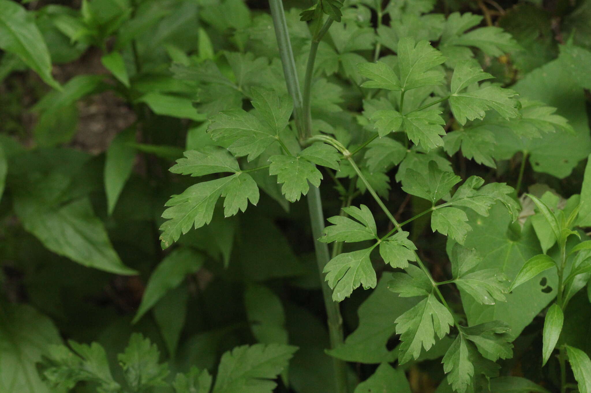 صورة Dichoropetalum caucasicum (M. Bieb.) Soldano, Galasso & Banfi