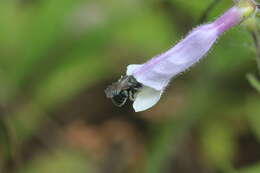 Image of Osmia distincta Cresson 1864