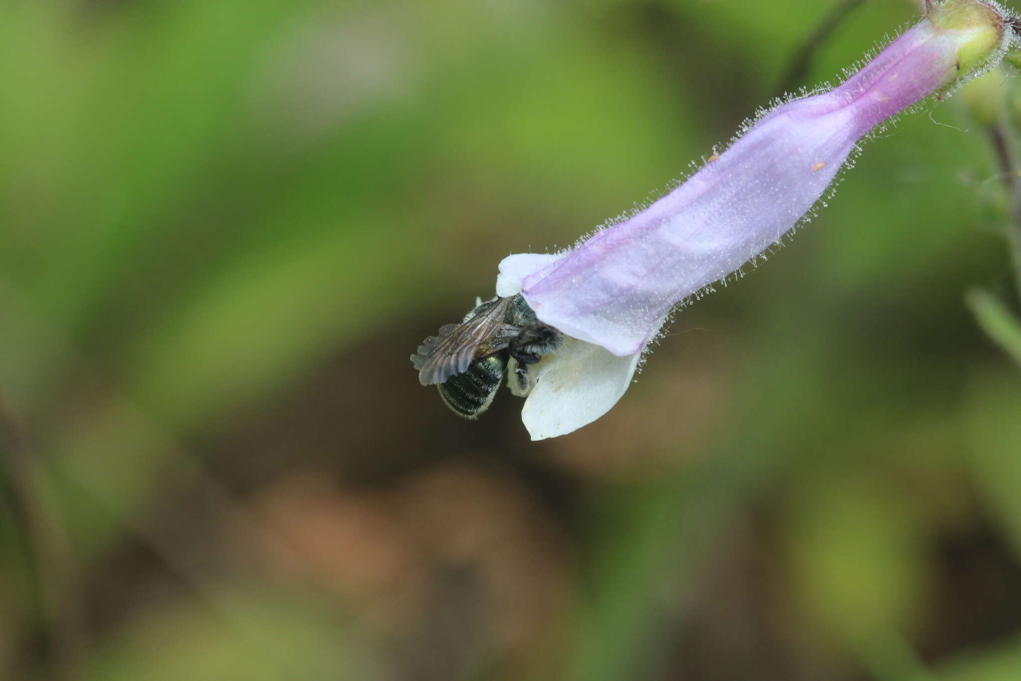 Image of Osmia distincta Cresson 1864