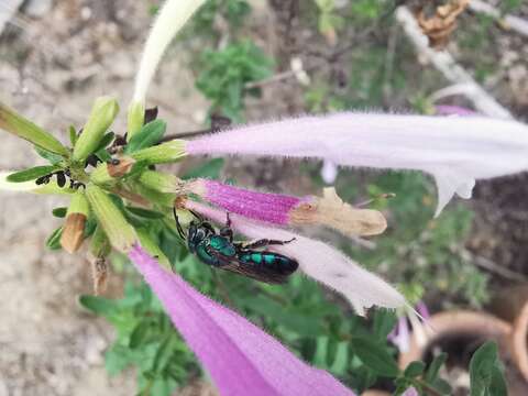 صورة Pseudaugochlora graminea (Fabricius 1804)