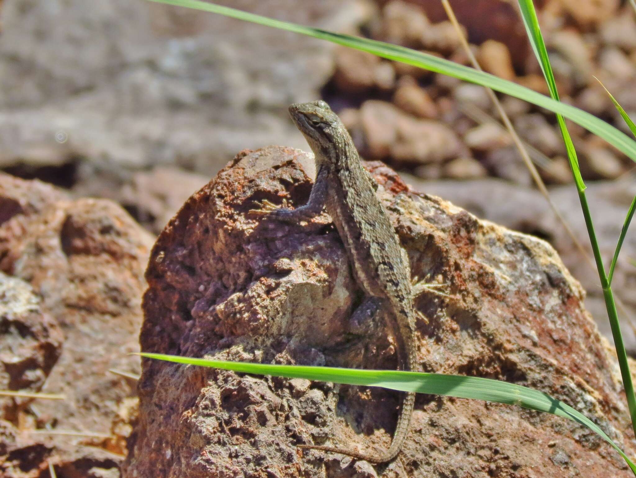 Image of Southwestern Fence Lizard