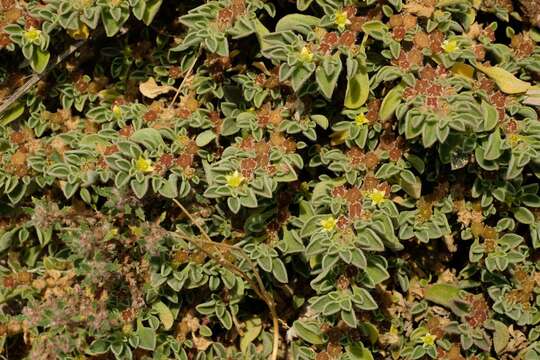 Image of Purslane-leaved aizoon