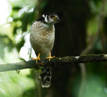 Image of Barred Forest Falcon