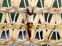 Image of Blotched monopis moth