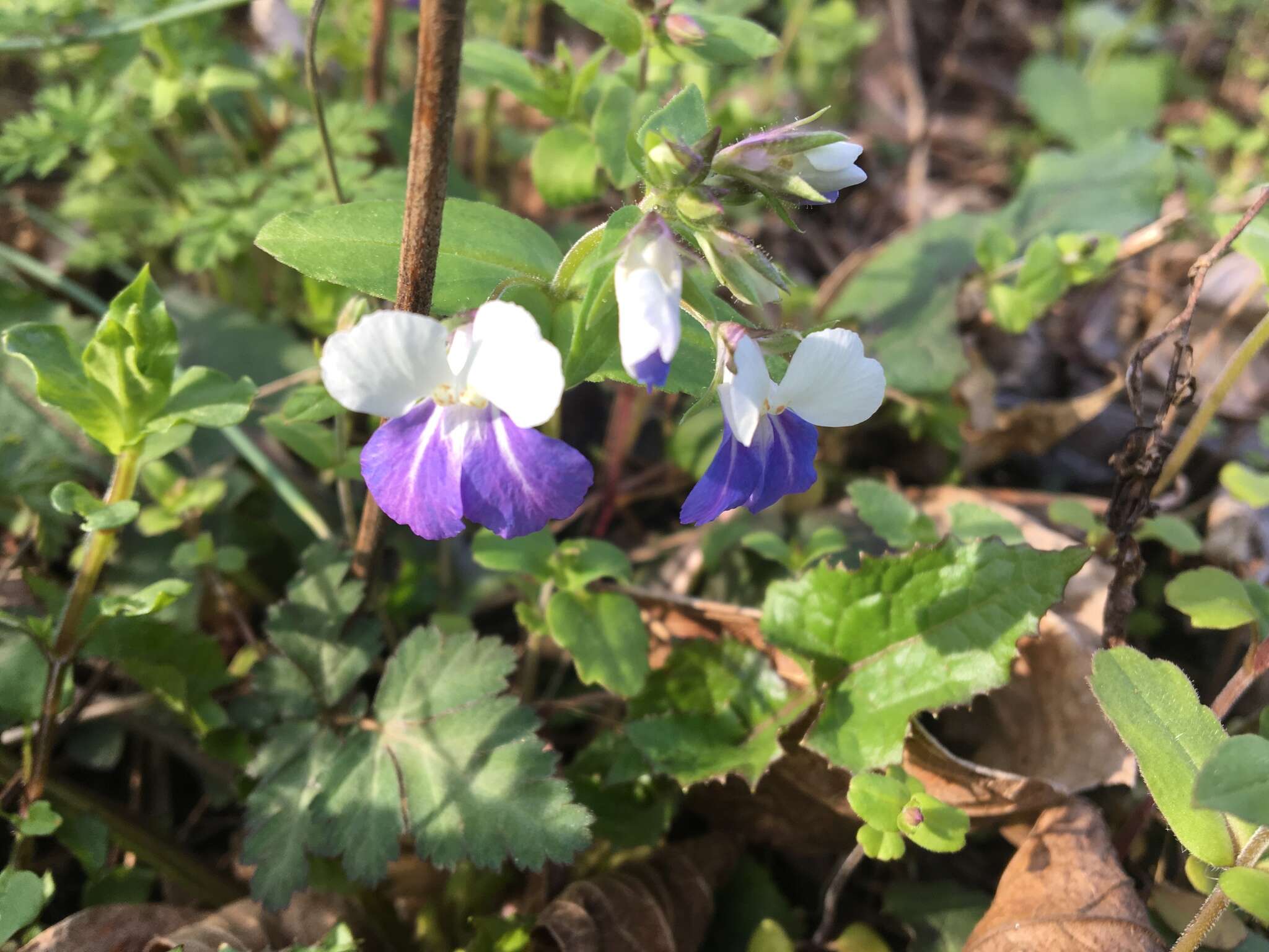 Image of spring blue eyed Mary