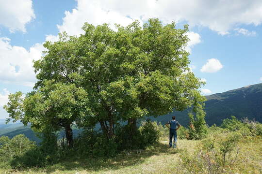 Imagem de Acer hyrcanum subsp. stevenii (Pojark.) E. Murray