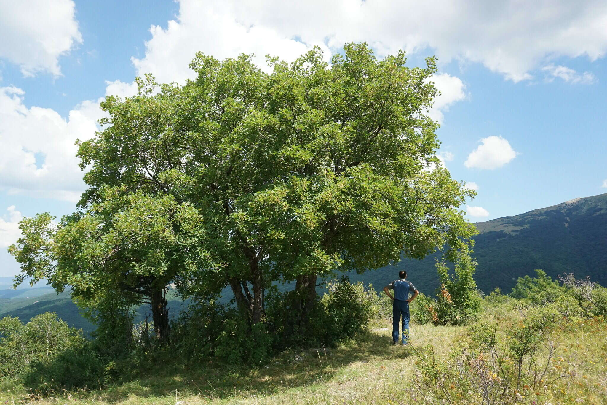 Acer hyrcanum subsp. stevenii (Pojark.) E. Murray的圖片