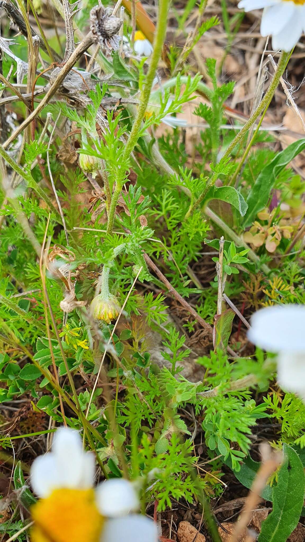 Anthemis arvensis subsp. incrassata (Loisel.) Nym. resmi