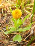 Sivun Polygala lutea L. kuva