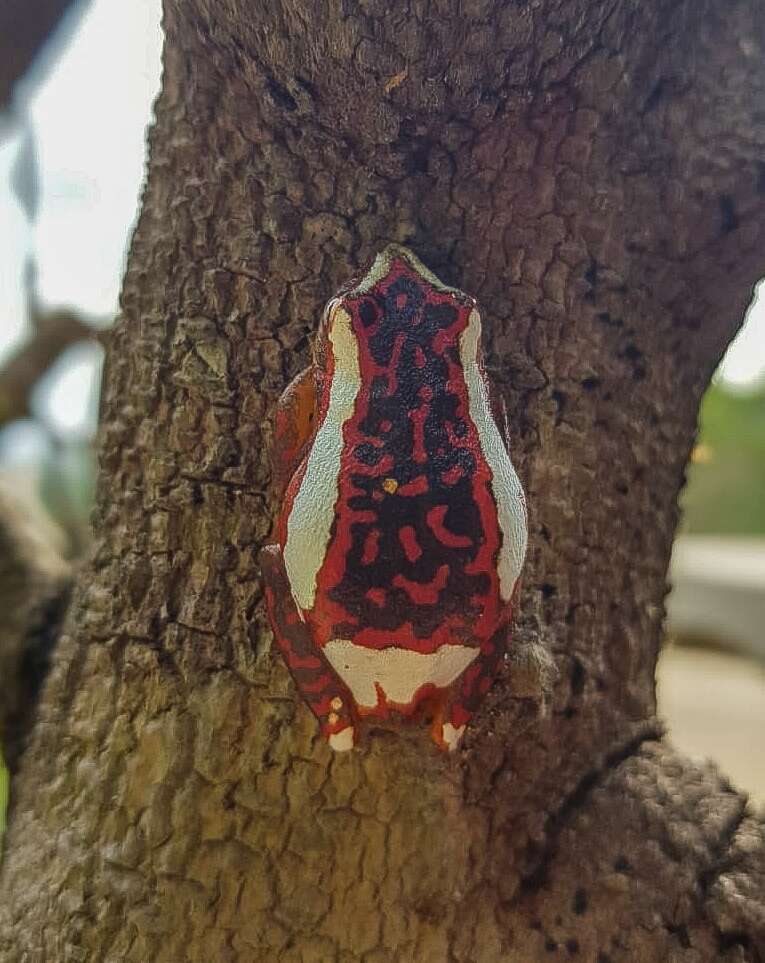 Image of Reed frog