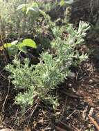 Image of bur-saltbush