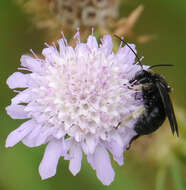 Imagem de Melissodes bimaculatus (Lepeletier 1825)