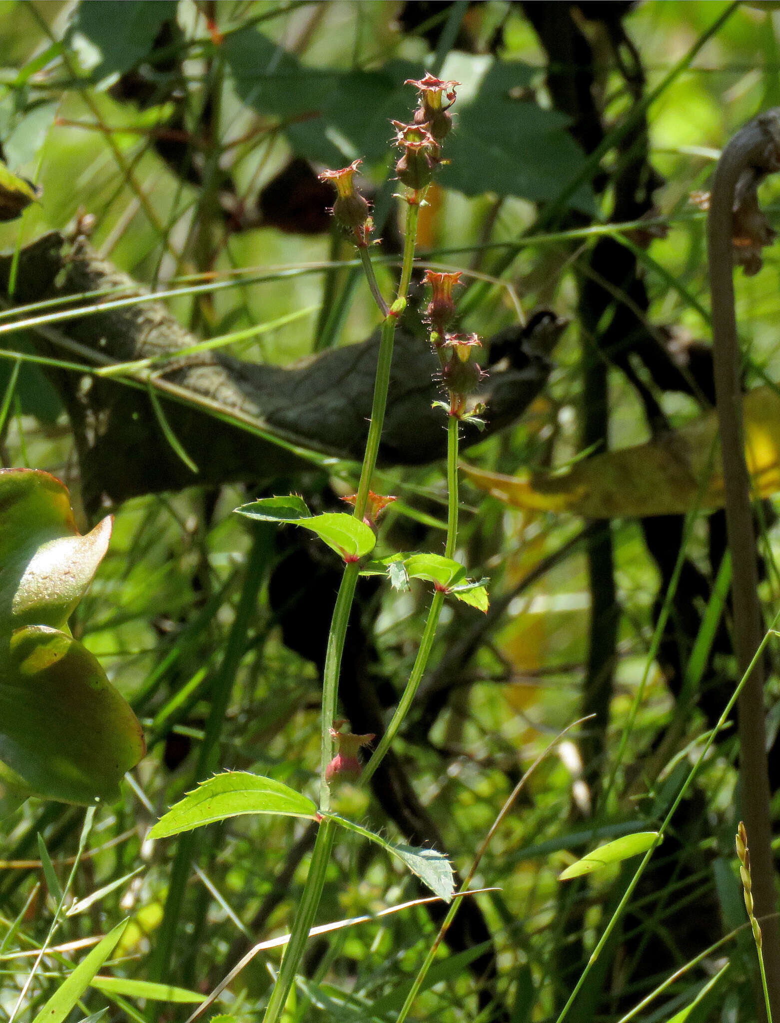 Imagem de Rhexia virginica L.