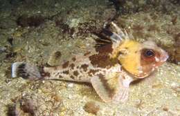 Image of Gulf gurnard perch