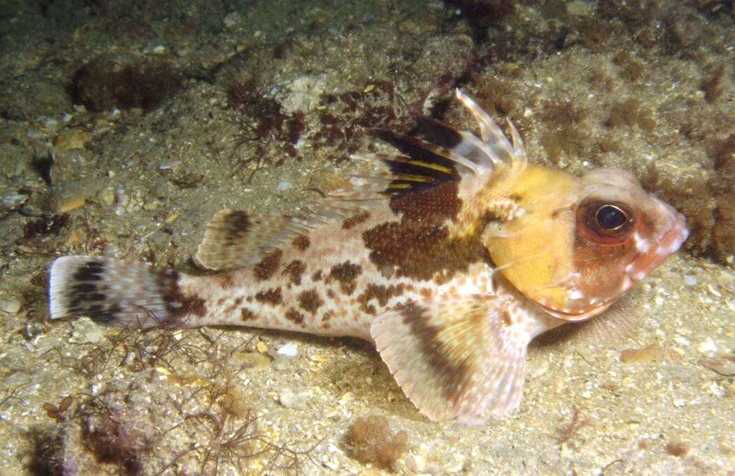 Image of Gulf gurnard perch