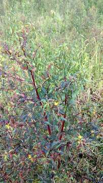 Image of Ludwigia perennis L.