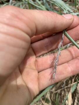 Image of Eragrostis interrupta P. Beauv.