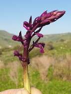 Anacamptis laxiflora (Lam.) R. M. Bateman, Pridgeon & M. W. Chase的圖片