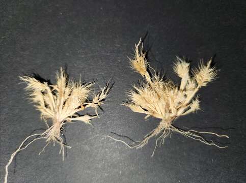 Image of Mediterranean rabbitsfoot grass