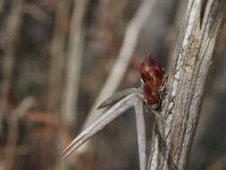 Image of Berberis amurensis Rupr.