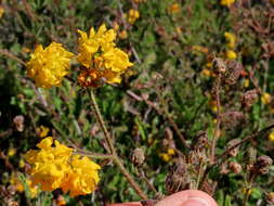 Image of Hermannia prismatocarpa E. Mey.