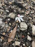 Image of Elegant Caladenia