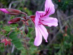 Image of Pelargonium betulinum (L.) L'Her.