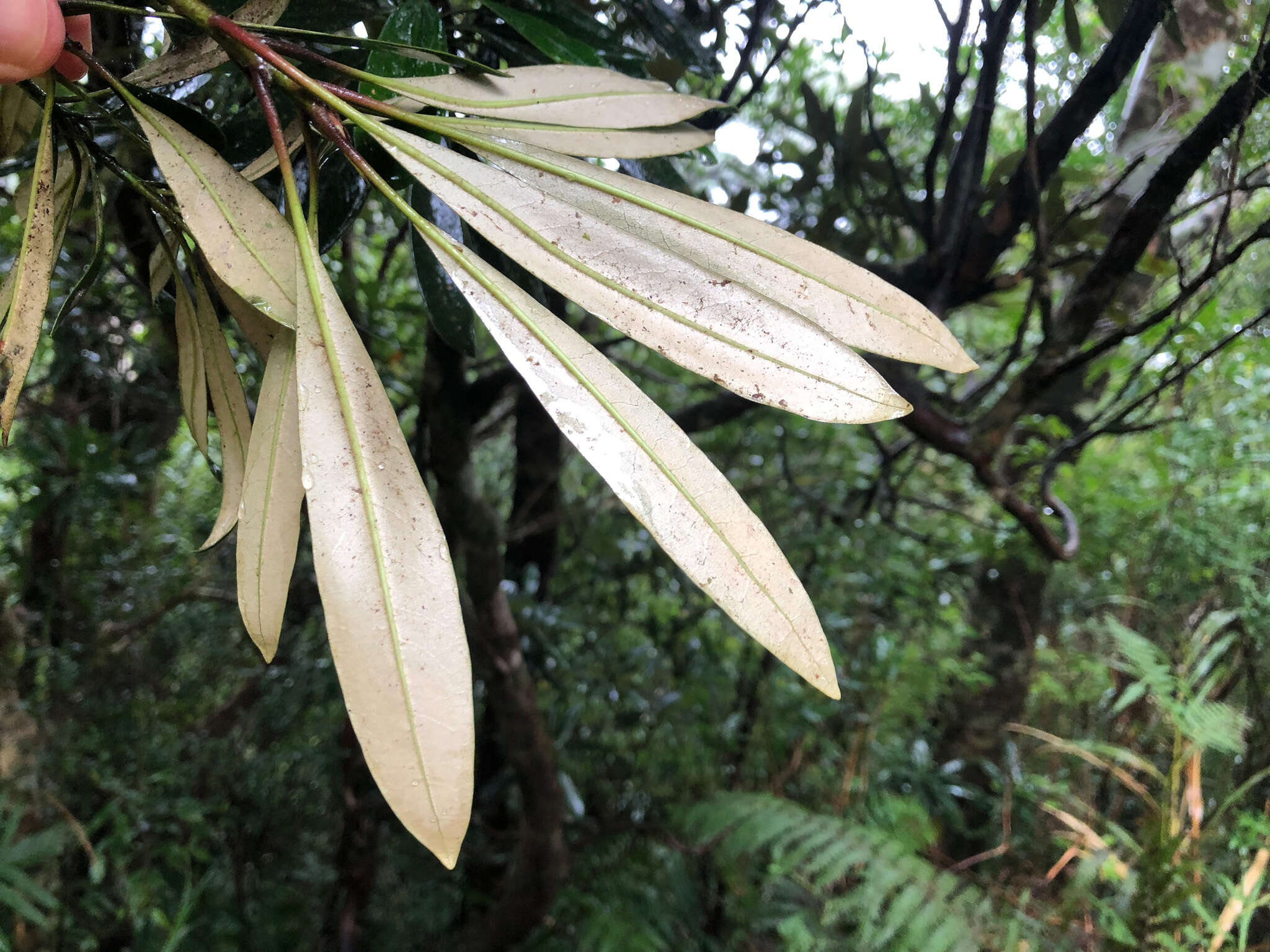 Imagem de Lithocarpus dodonaeifolius (Hayata) Hayata