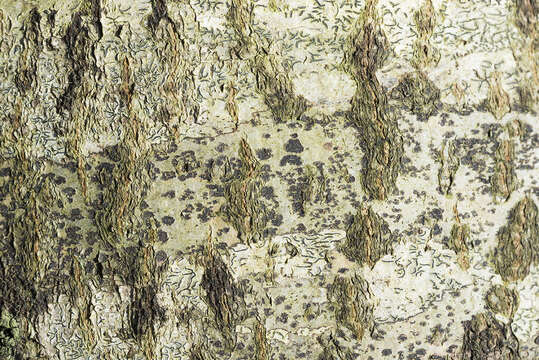 Image of arthothelium lichen