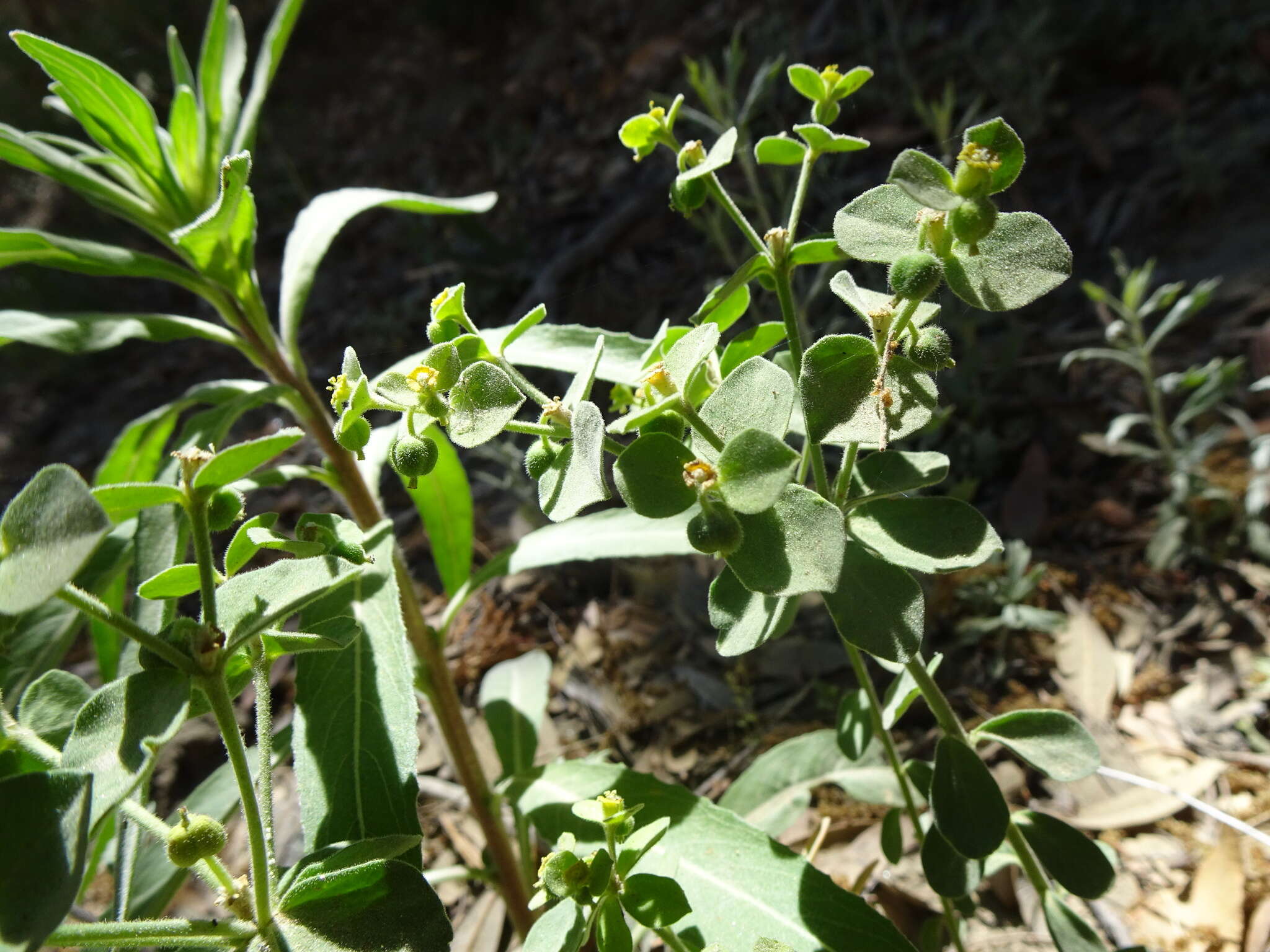 Euphorbia yaquiana Tidestr. resmi