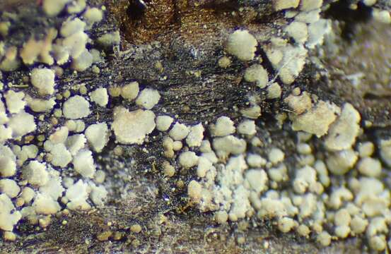 Image of cockleshell lichen