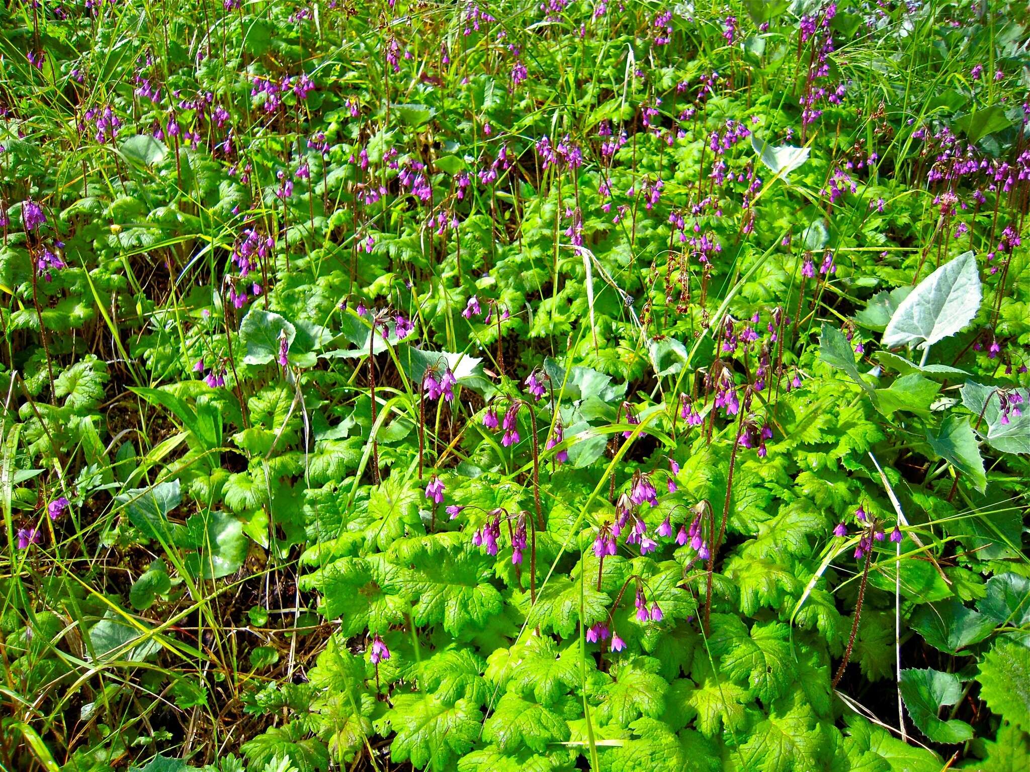 Image of Primula matthioli Richt.