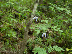 Слика од Clematis alpina (L.) Miller