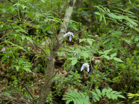 Image of alpine clematis