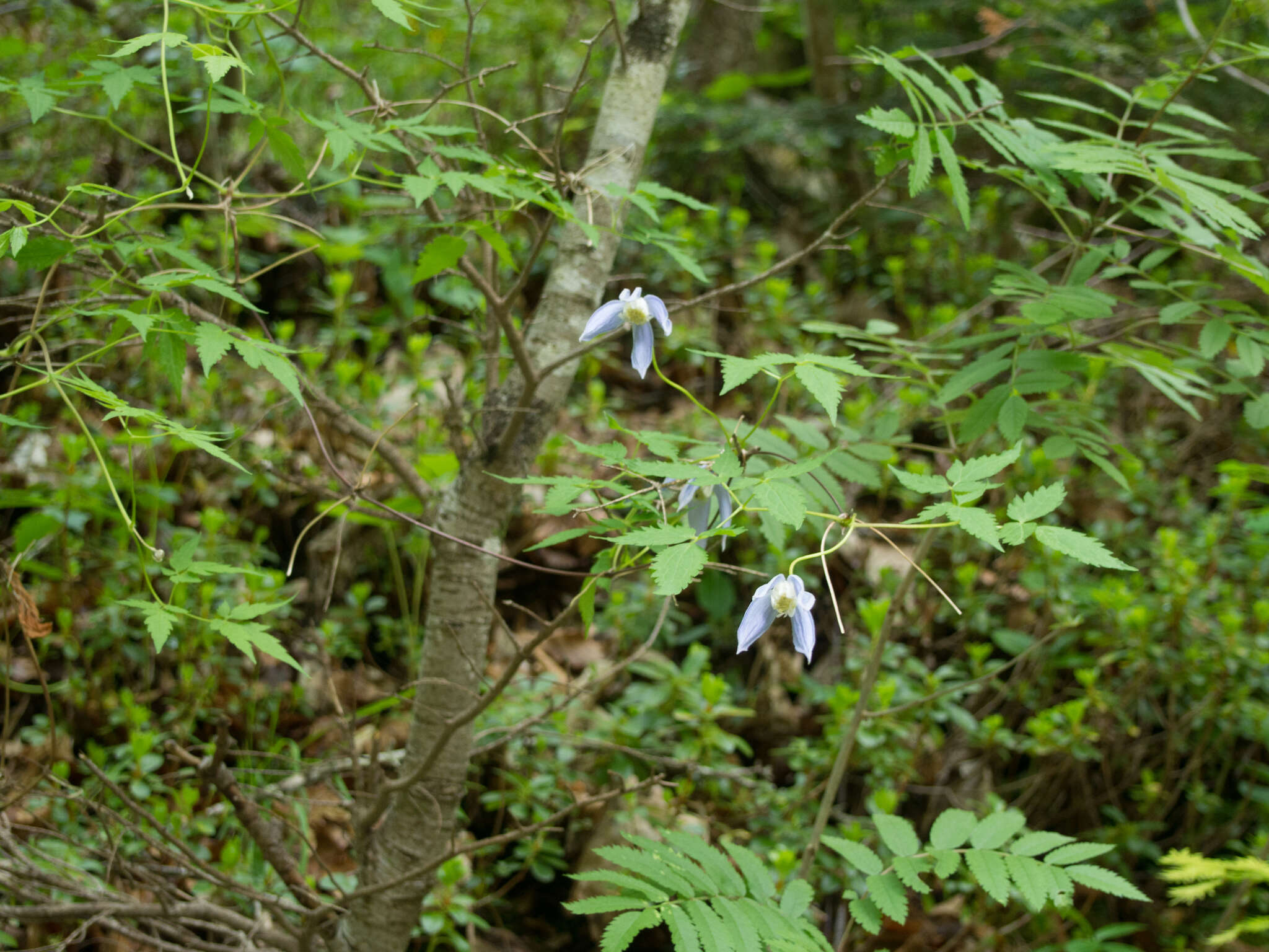 Слика од Clematis alpina (L.) Miller