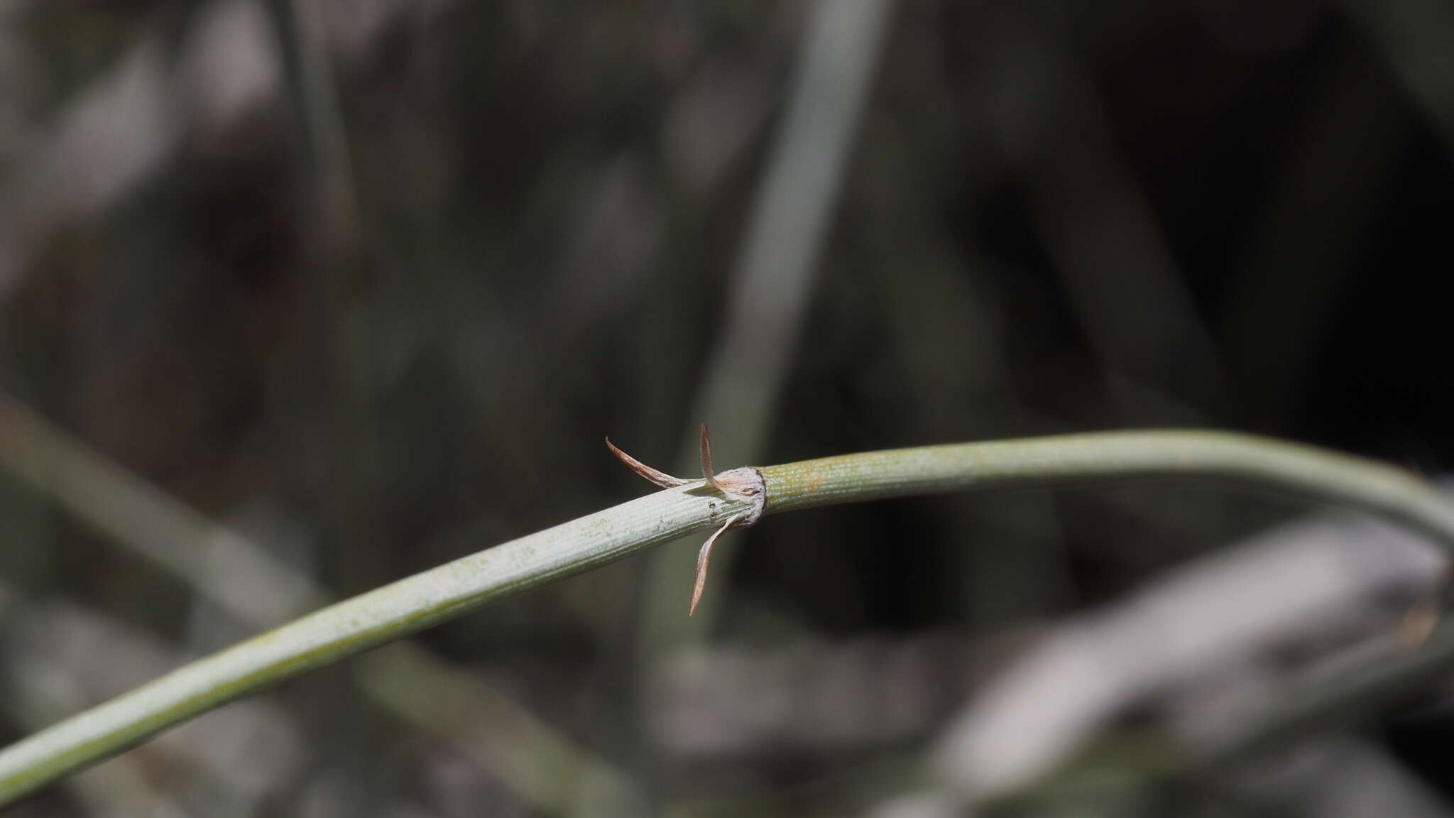 Image of California Ephedra